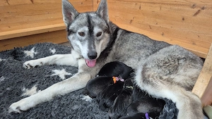 Typvolle Siberian Husky Welpen