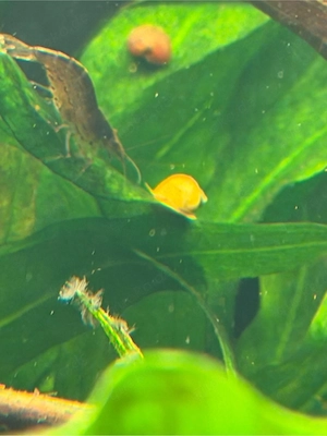 Gelbe Schnecken, Aquarium, Fische, Garnelen, Teich