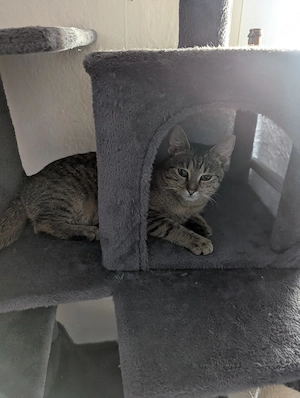 verkaufe unsere Katze Bella 