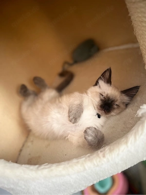 Heilige Birma Kitten 