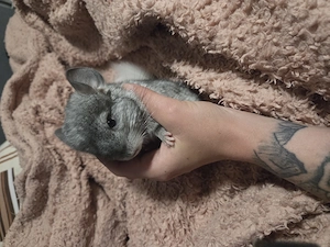 Chinchilla-Männchen sucht ein neues Zuhause Bild 4