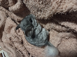 Chinchilla-Männchen sucht ein neues Zuhause Bild 2