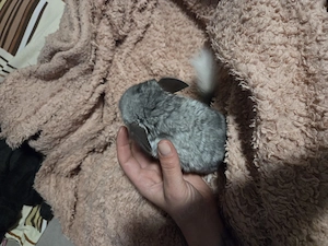 Chinchilla-Männchen sucht ein neues Zuhause Bild 3