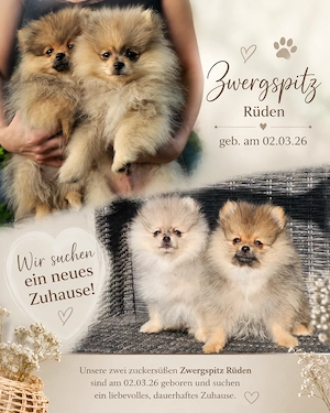 Zwergspitz Welpen (nur 2 Rüden!)  Spitz Merle Sable Beige 