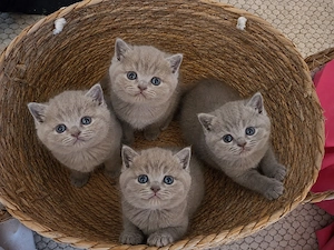 BKH Kitten Lilac reinrassig & verschmust