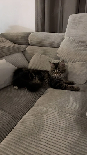 Maine Coon Deckkater, 10 Monate, schwarz-braun 