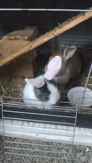 Hasen suchen ein neues Zuhause 