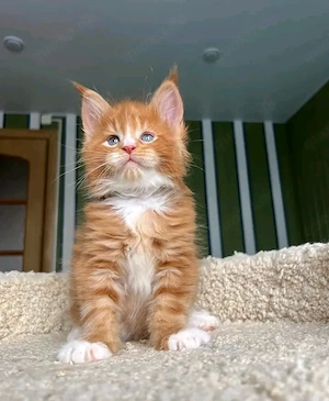 Kastrierte Maine-Coon-Kitten (männlich und weiblich)