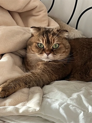 Katze BkH kastriert
