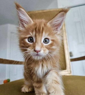 Süße Maine-Coon-Kätzchen suchen ihre Für-immer-Familie 