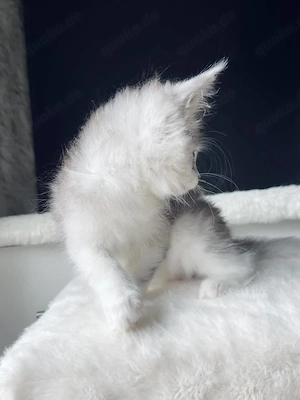 Wunderschöne Maine-Coon-Kätzchen suchen ein neues Zuhause Bild 2