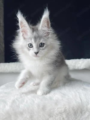 Wunderschöne Maine-Coon-Kätzchen suchen ein neues Zuhause