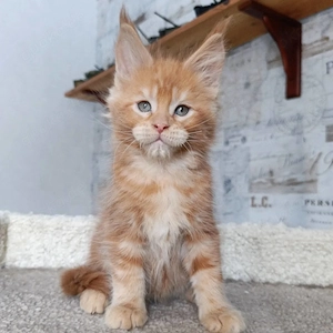 Wunderschöne Maine-Coon-Kätzchen suchen ein neues Zuhause Bild 4