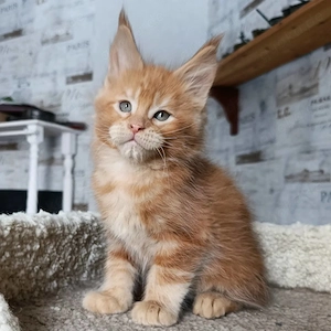 Wunderschöne Maine-Coon-Kätzchen suchen ein neues Zuhause Bild 3