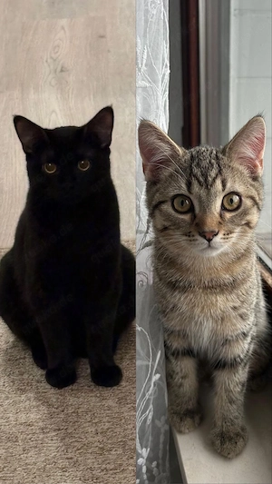 BKH-Mix Jungkatzen Kater abzugeben