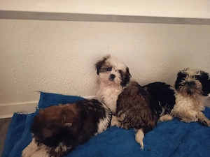 Welpen reinrassige shih Tzu