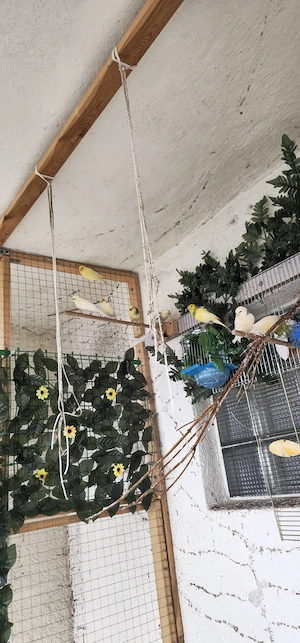 KanarienVögel zu verkaufen