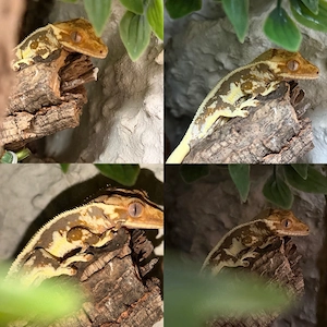 Correlophus ciliatus