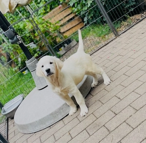 Golden Retriever Hündin mit Ahnentafel sucht liebevolles Zuhause