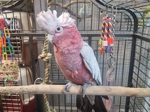 Galah-Kakadu, sprechender Papagei
