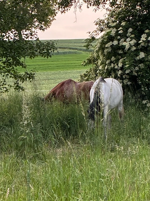 Suche dringend qualitativ gute Weizenstrohballen