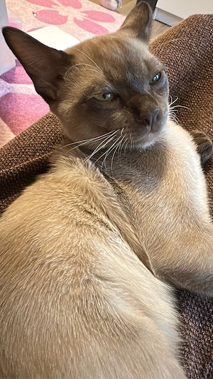 burma deckkater