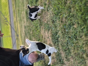 Jack Russell Welpen in Sonderlackierung, Abgabe bereit! 