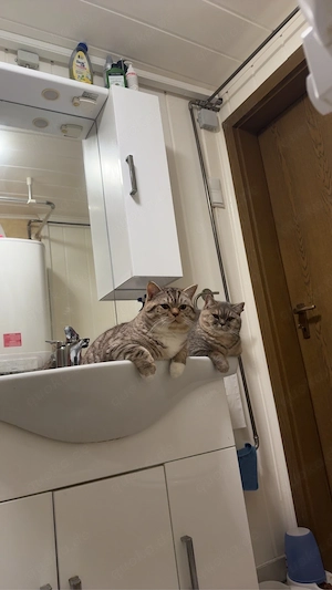 katze zum verkaufen 