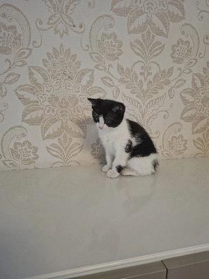 Katzenbabys