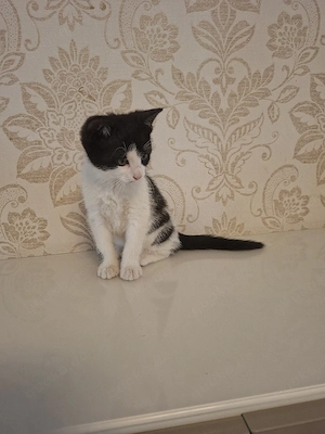Kleine Katzen