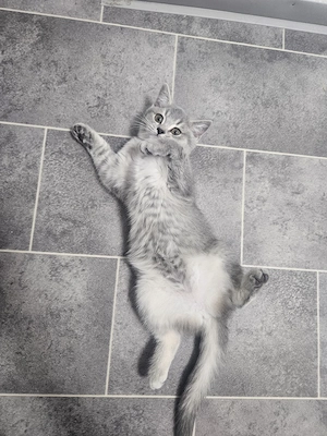 Britisch kirzhaar katze 