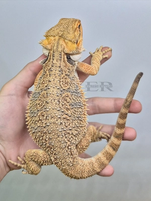 Bartagame (Pogona vitticeps) Weibchen 