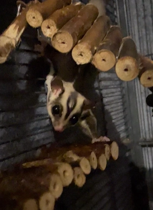 1,0 Sugar glider