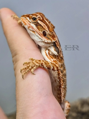 Bartagame (Pogona vitticeps) Weibchen  Bild 3