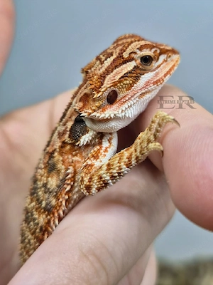 Bartagame (Pogona vitticeps) Weibchen  Bild 2