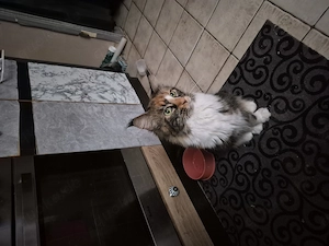 Main coon katze sucht ein neues Zuhause 