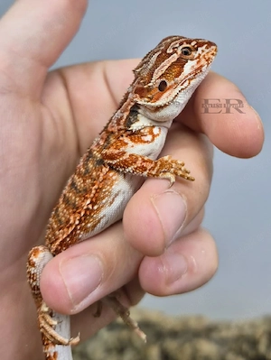Bartagame (Pogona vitticeps) Weibchen  Bild 2
