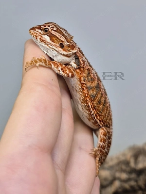 Bartagame (Pogona vitticeps) Weibchen  Bild 3