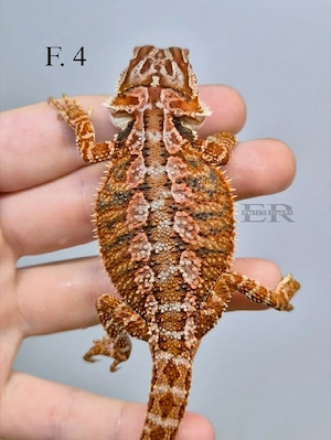 Bartagame (Pogona vitticeps) Weibchen  Bild 1