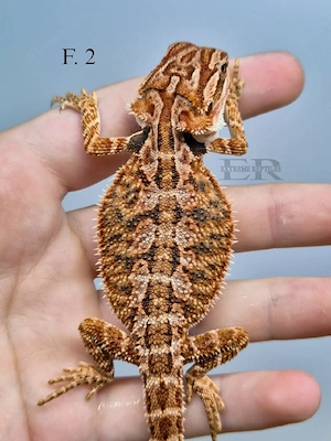 Bartagame (Pogona vitticeps) Weibchen 