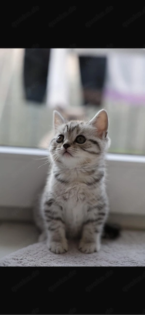 BKH Katzen Bild 6