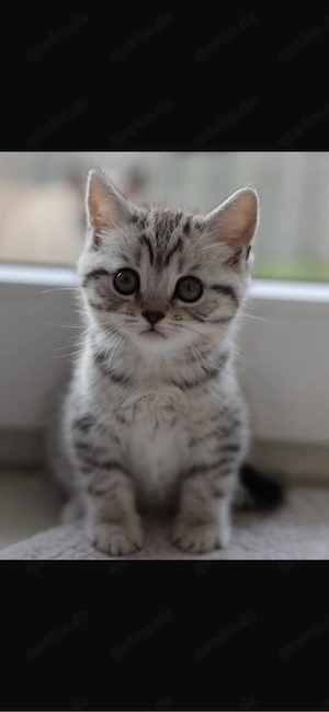 BKH Katzen Bild 5