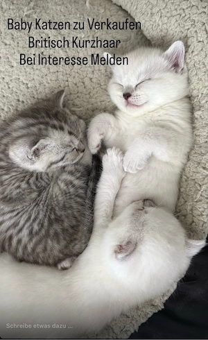 BKH Katzen Bild 7