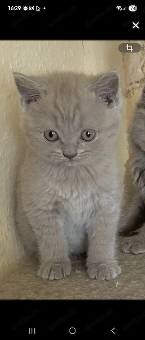 Britisch Kurzhaar BKH Kitten 