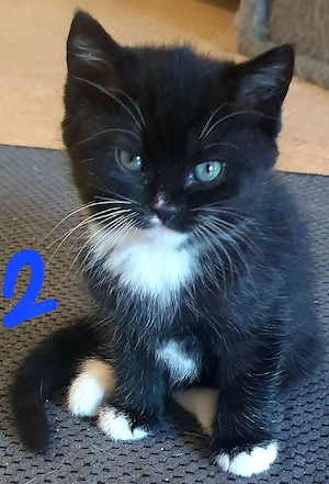 Kitten Babykatz, Bild 2. 350 Euro