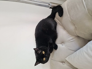 2 BKH-Katzen suchen ein liebevolles  Zuhause