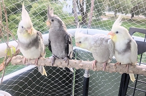 Handzahme Nymphensittich-Babys aus Hobbyzucht