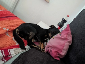 !! Reserviert !! Chihuahua Mischling !! Reserviert !!