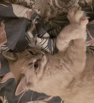 Katzenbaby Neva- Masquarade Bild 5