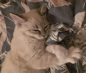 Katzenbaby Neva- Masquarade Bild 6